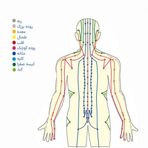 meridian system of the body